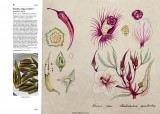    (Larousse Gastronomique)  I