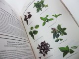    (Larousse Gastronomique)  III